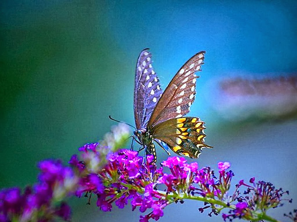 farfalla wallpaper hd,falene e farfalle,la farfalla,cynthia subgenus,insetto,invertebrato