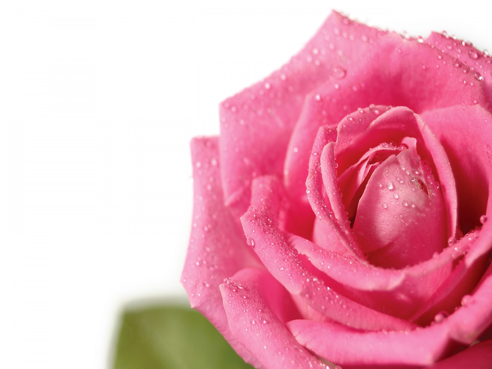 壁紙ローザ,庭のバラ,開花植物,ローズ,ピンク,花弁