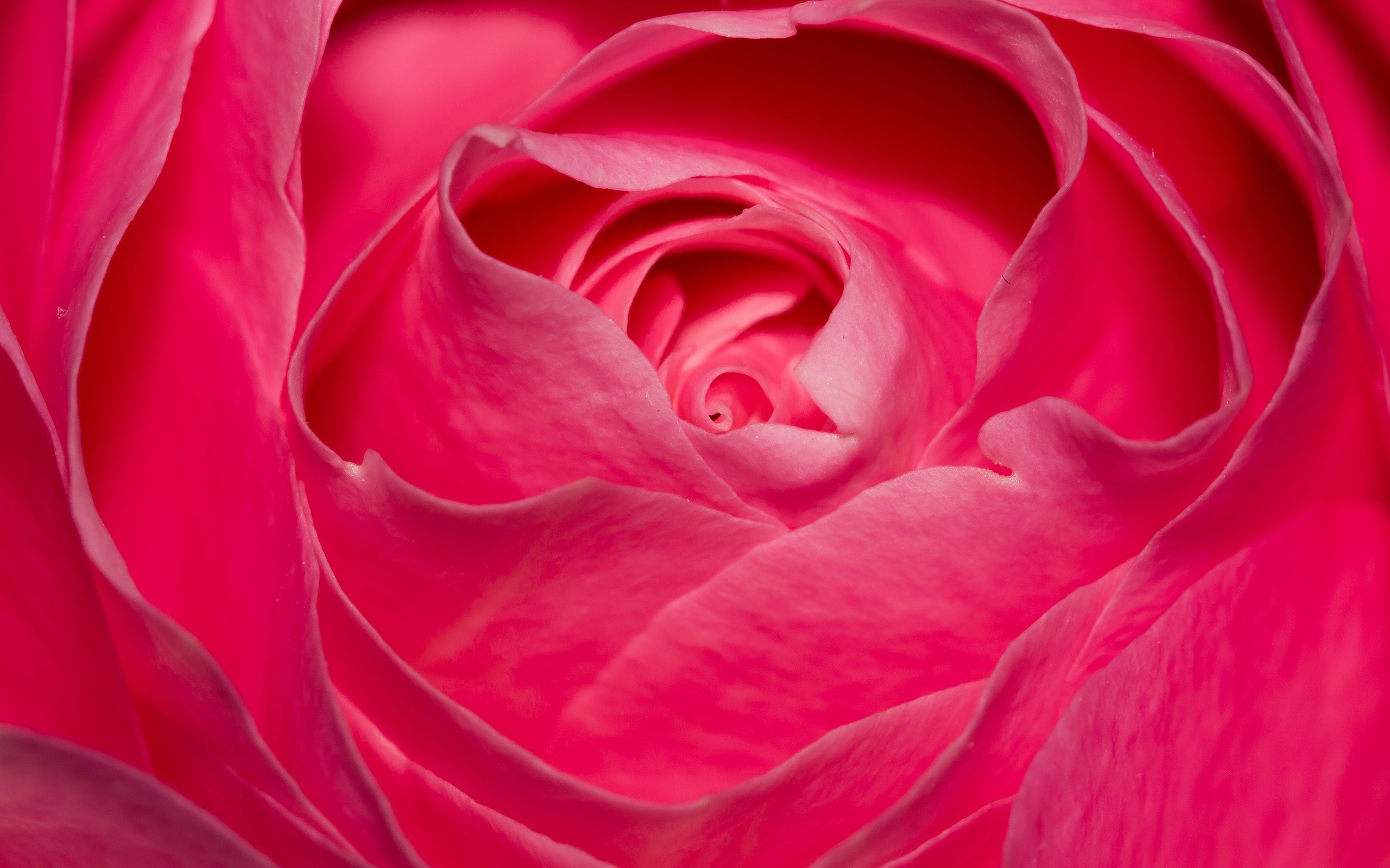 papel pintado rosa,rosas de jardín,pétalo,rosado,floribunda,rosa