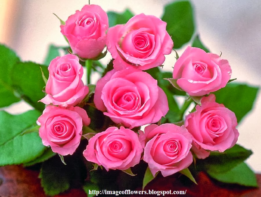 rose flower wallpaper hd free download,flower,garden roses,flowering plant,rose,pink