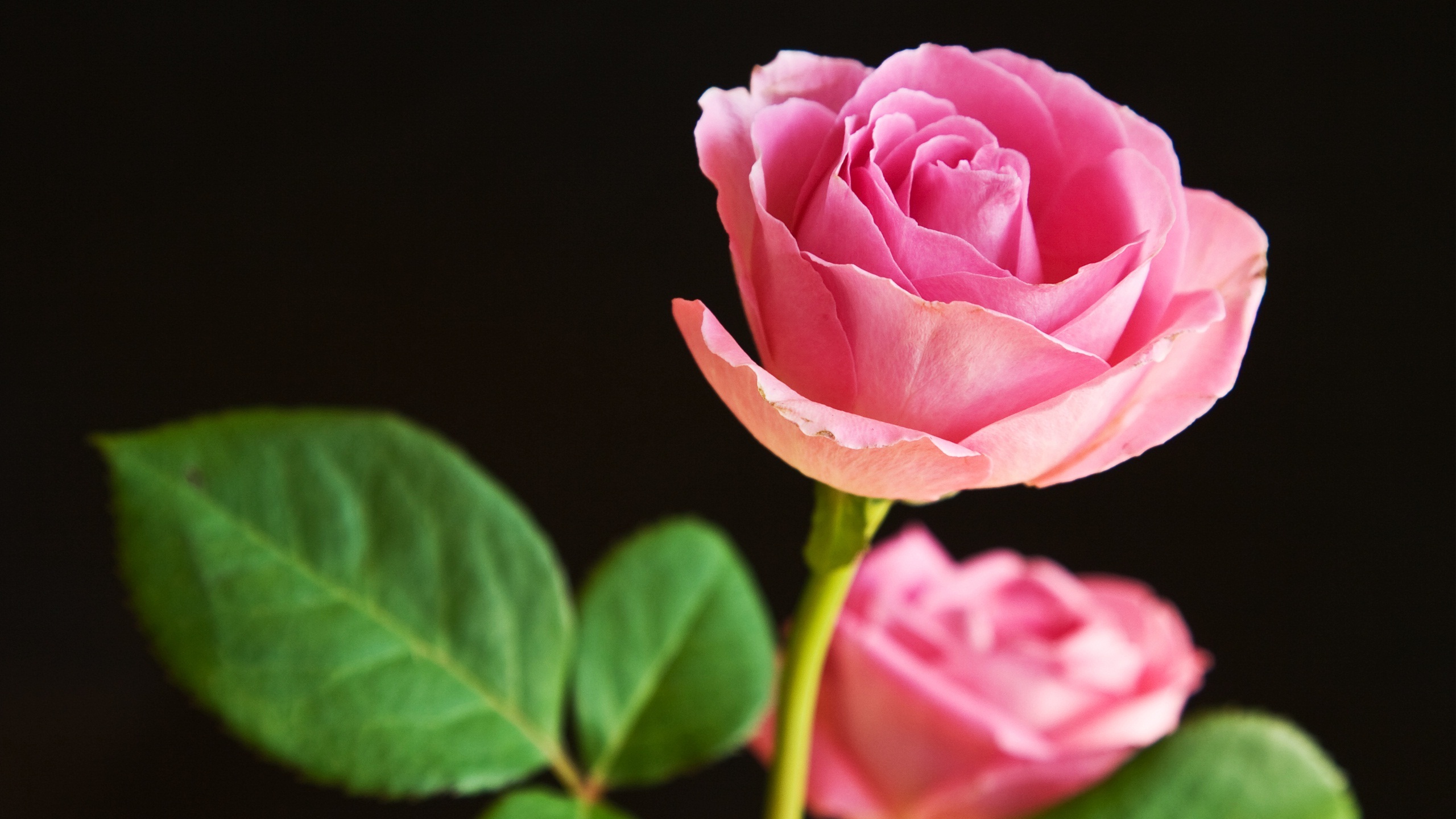 rose flower wallpaper hd descarga gratuita,flor,planta floreciendo,rosas de jardín,pétalo,rosado