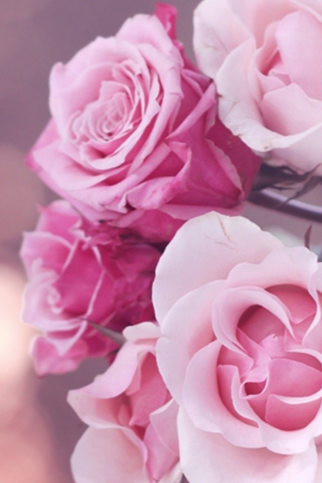 壁紙ローザ,庭のバラ,ピンク,花弁,花,ローズ