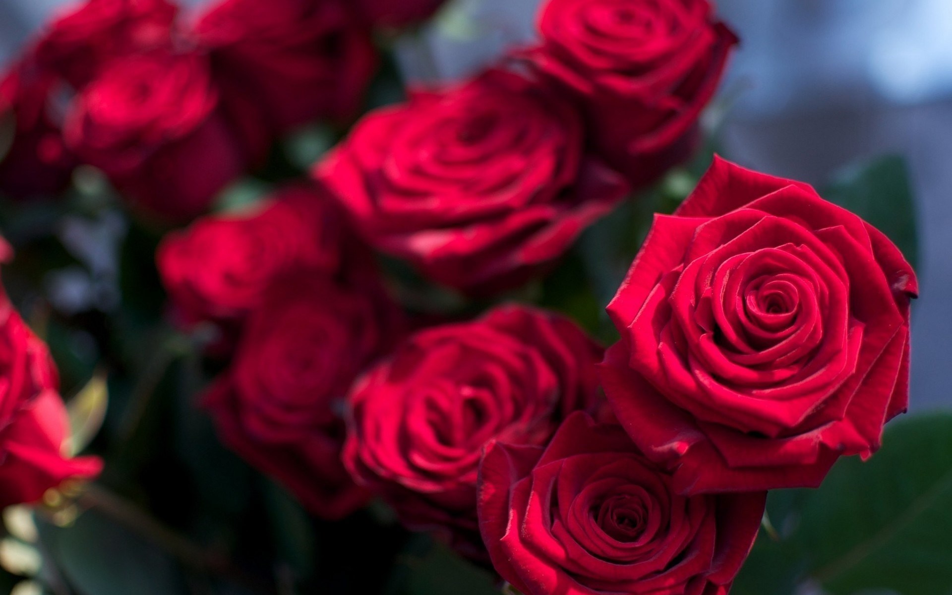 rose flower wallpaper hd descarga gratuita,flor,rosa,rosas de jardín,planta floreciendo,rojo
