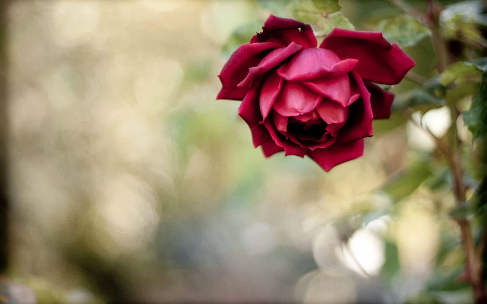 rose flower wallpaper hd descarga gratuita,flor,rosas de jardín,rojo,pétalo,naturaleza