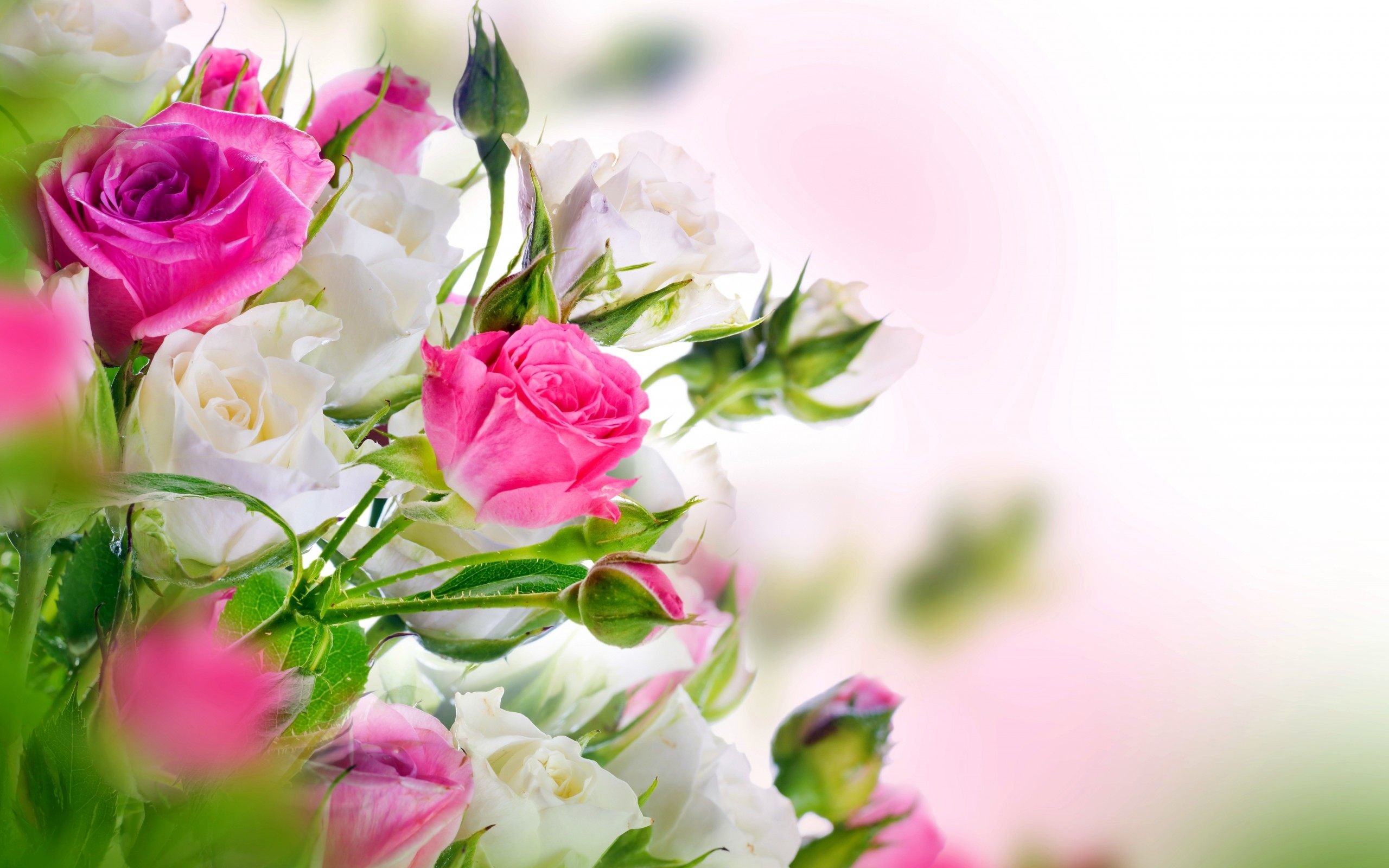 rose flower wallpaper hd descarga gratuita,flor,rosado,ramo de flores,rosas de jardín,pétalo