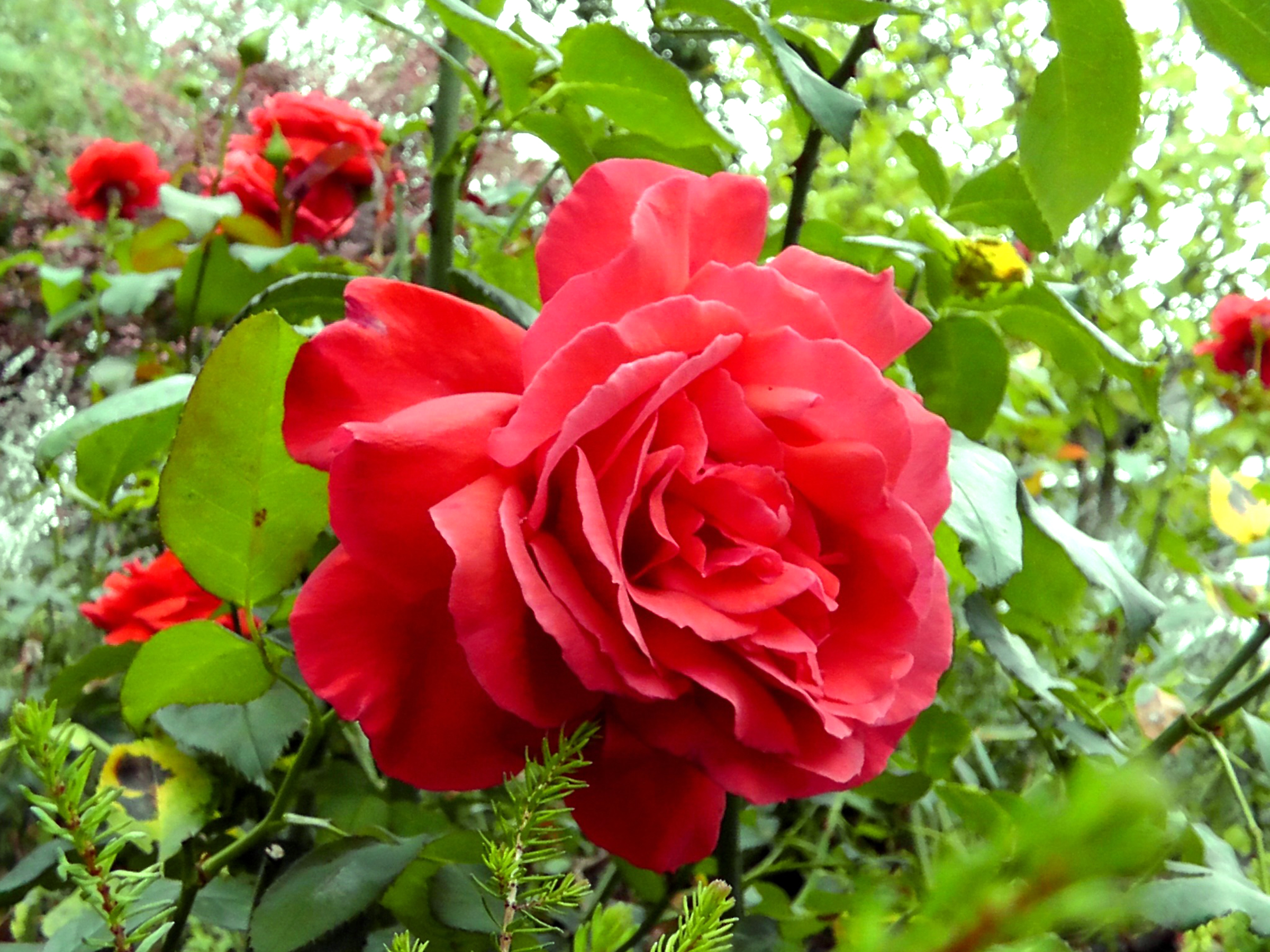 rose flower wallpaper hd descarga gratuita,flor,planta floreciendo,julia niño rosa,rosas de jardín,floribunda