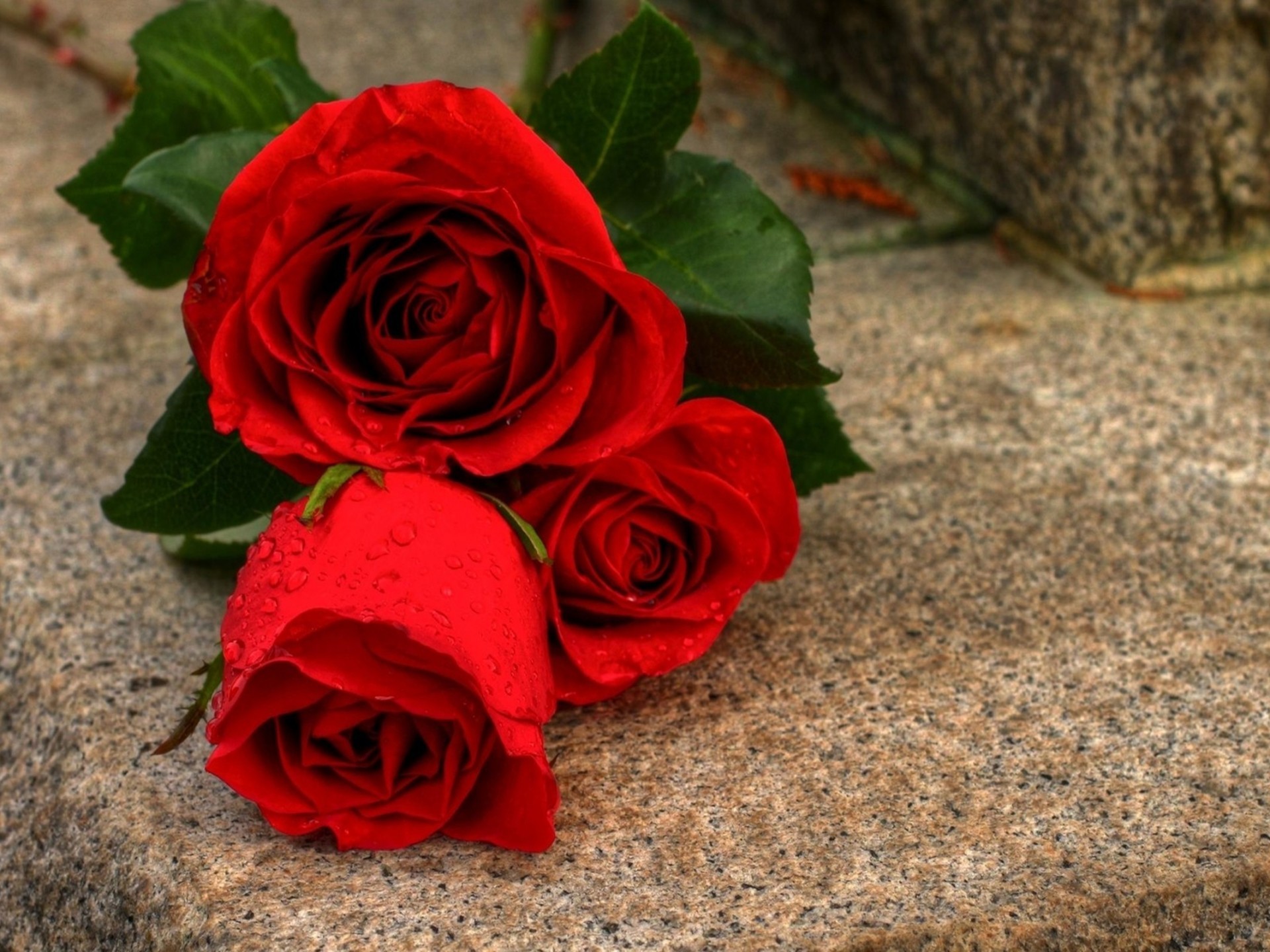 fleur rose fond d'écran hd téléchargement gratuit,fleur,roses de jardin,rouge,rose,pétale