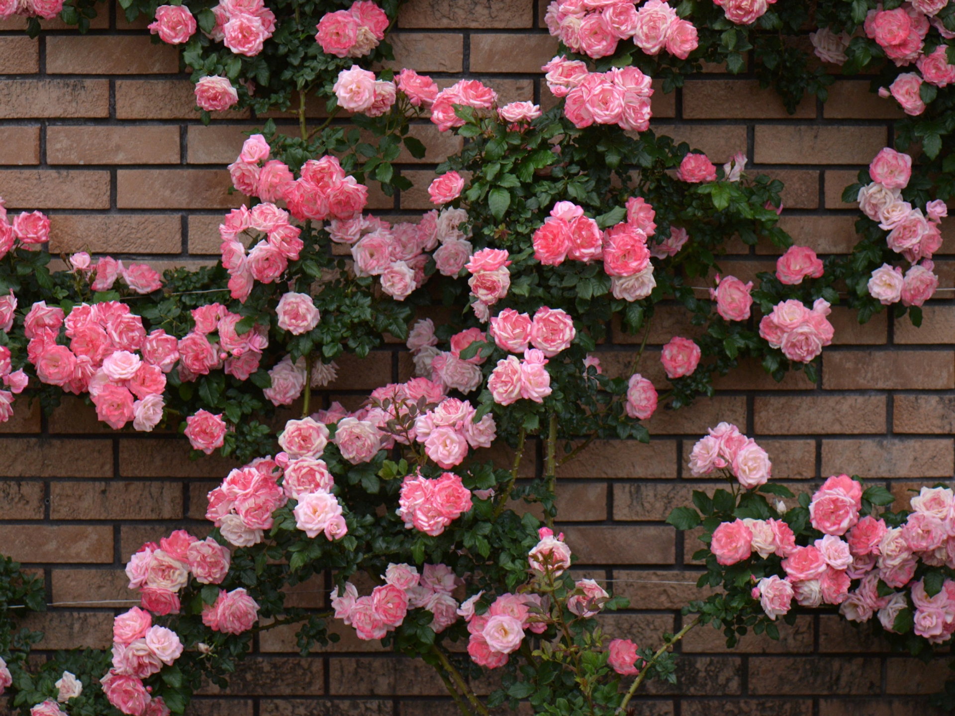 壁紙ローザ,花,開花植物,工場,ピンク,庭のバラ