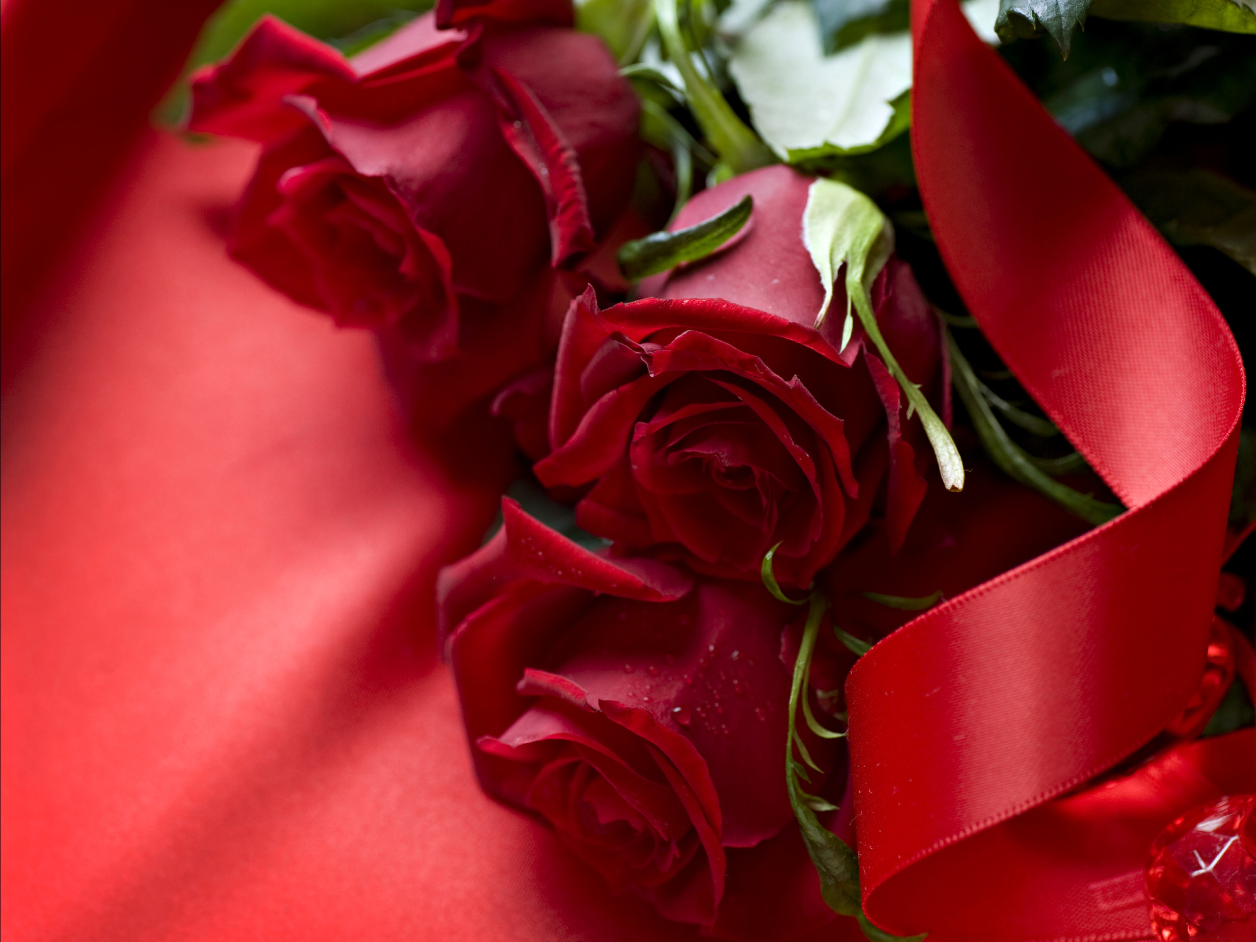 rose flower wallpaper hd free download,red,garden roses,rose,flower,petal