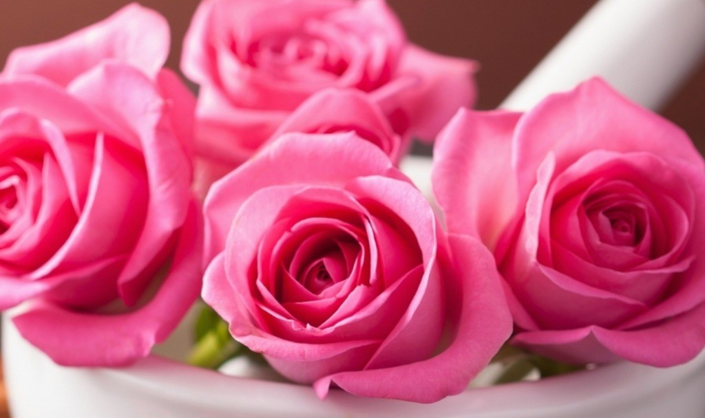 rose blume wallpaper hd kostenloser download,blume,rose,gartenrosen,blühende pflanze,rosa
