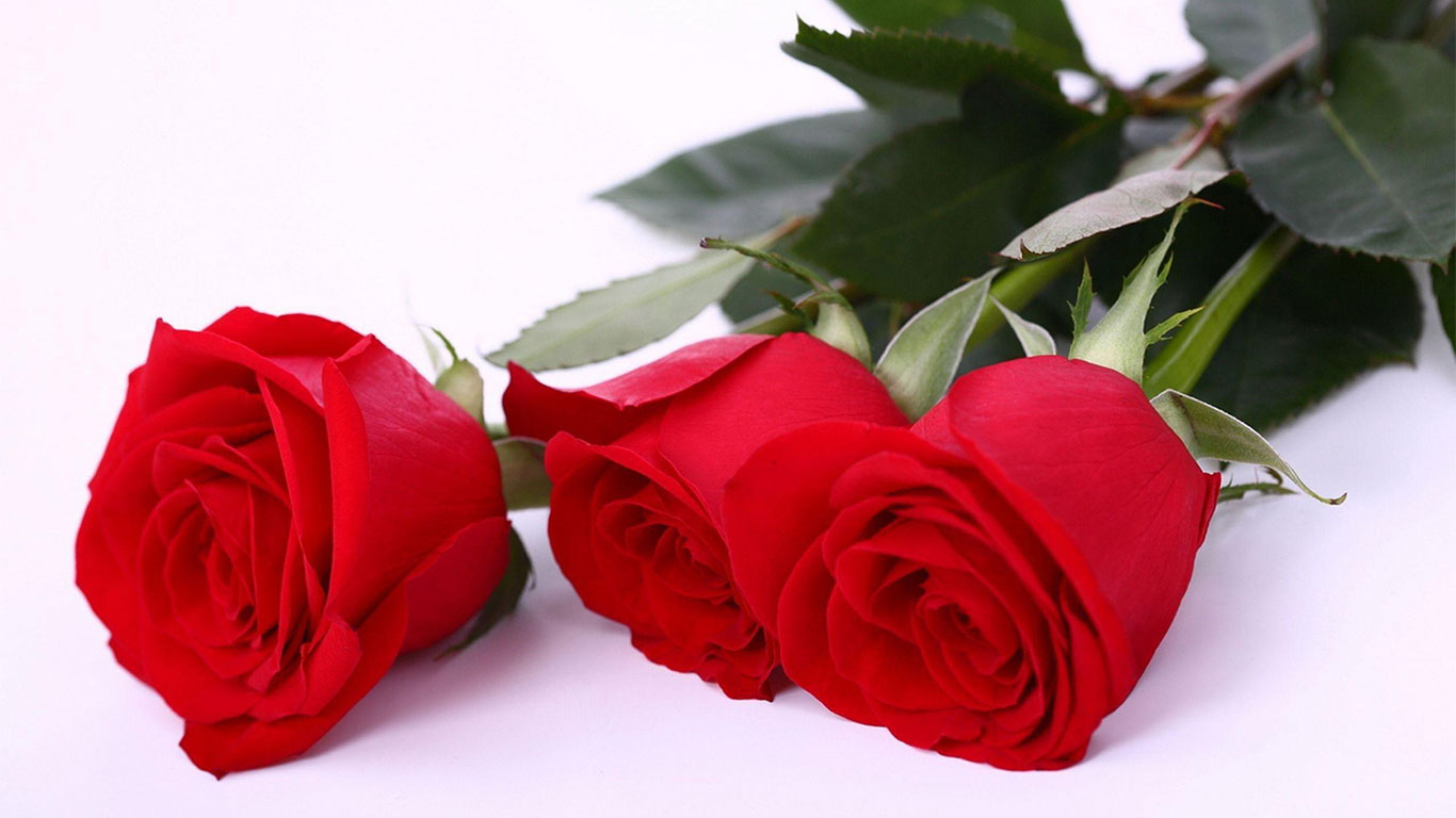 download gratuito di hd di rosa fiore carta da parati,rosso,rose da giardino,fiore,rosa,rosa