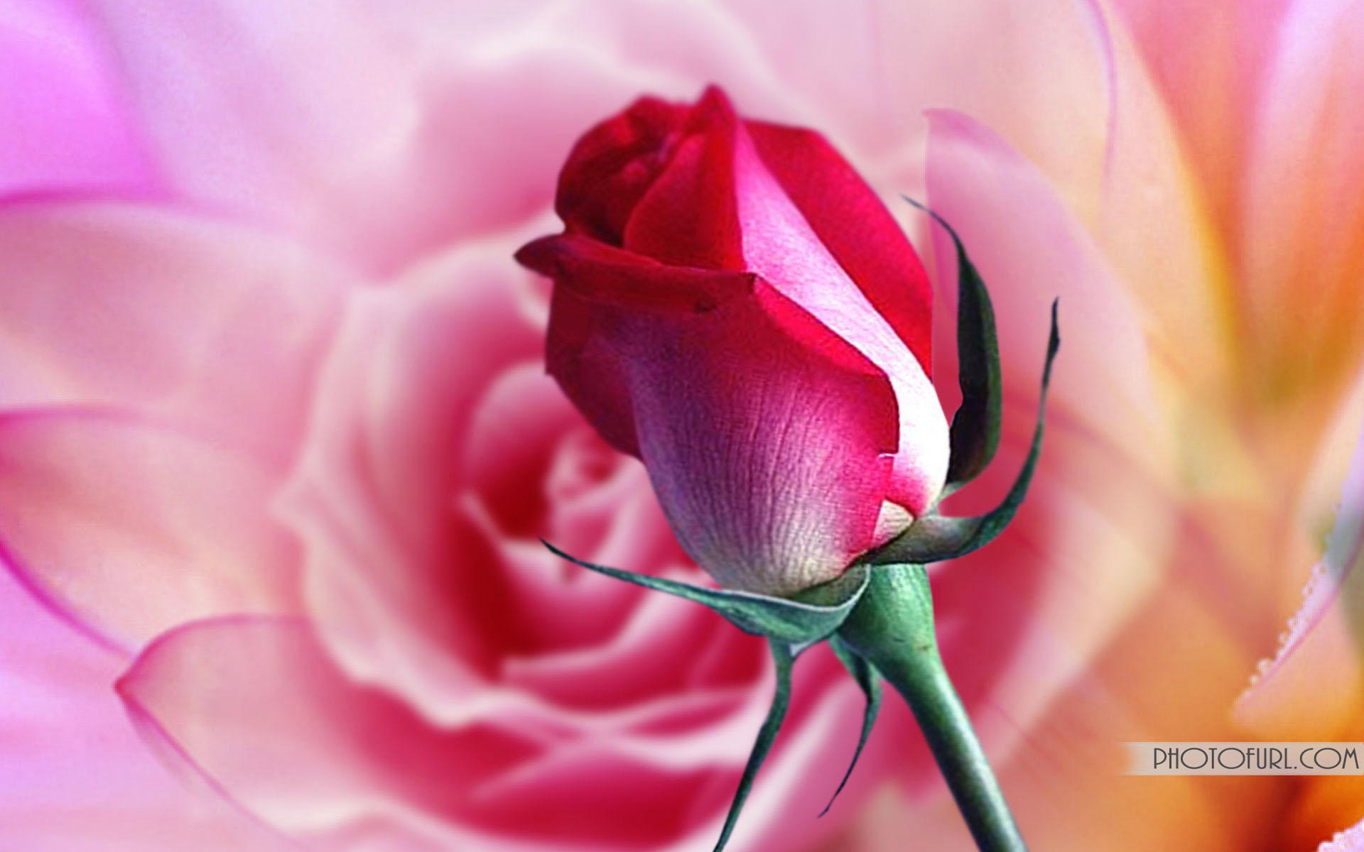 download gratuito di hd di rosa fiore carta da parati,pianta fiorita,petalo,rosa,fiore,rose da giardino