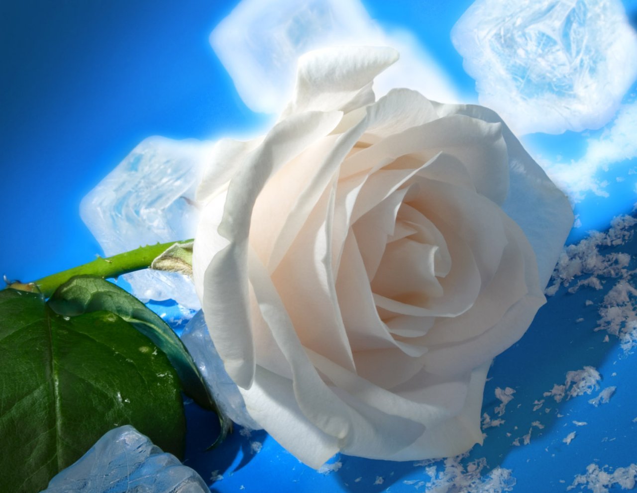 fleur rose fond d'écran hd téléchargement gratuit,rose,fleur,blanc,pétale,roses de jardin