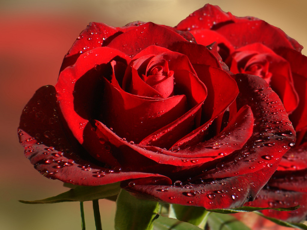 fond d'écran rosa,fleur,rose,roses de jardin,plante à fleurs,rouge