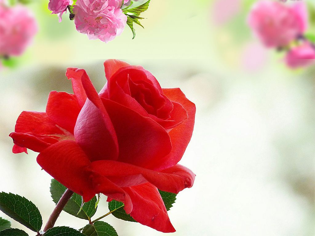 rose flower wallpaper hd free download,flower,flowering plant,petal,garden roses,pink
