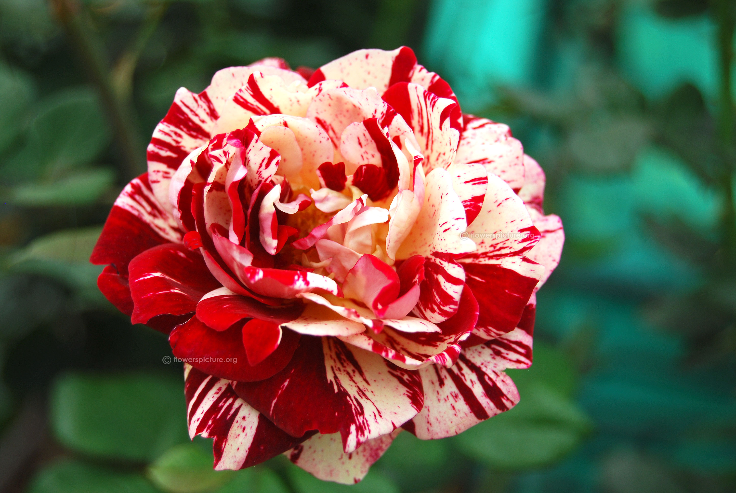 rose flower wallpaper hd descarga gratuita,flor,planta floreciendo,pétalo,rojo,planta