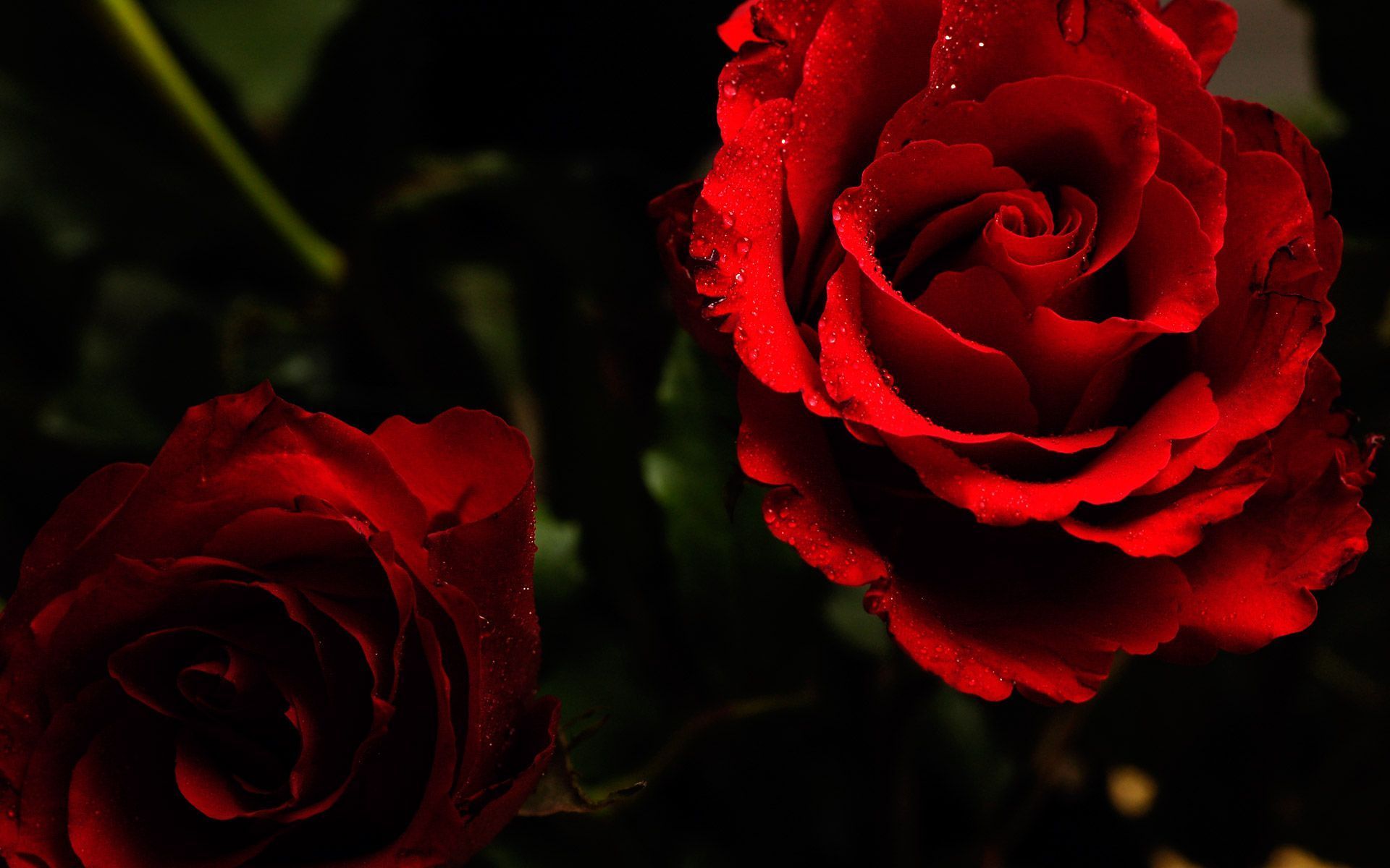 download gratuito di hd di rosa fiore carta da parati,fiore,rose da giardino,rosso,pianta fiorita,petalo