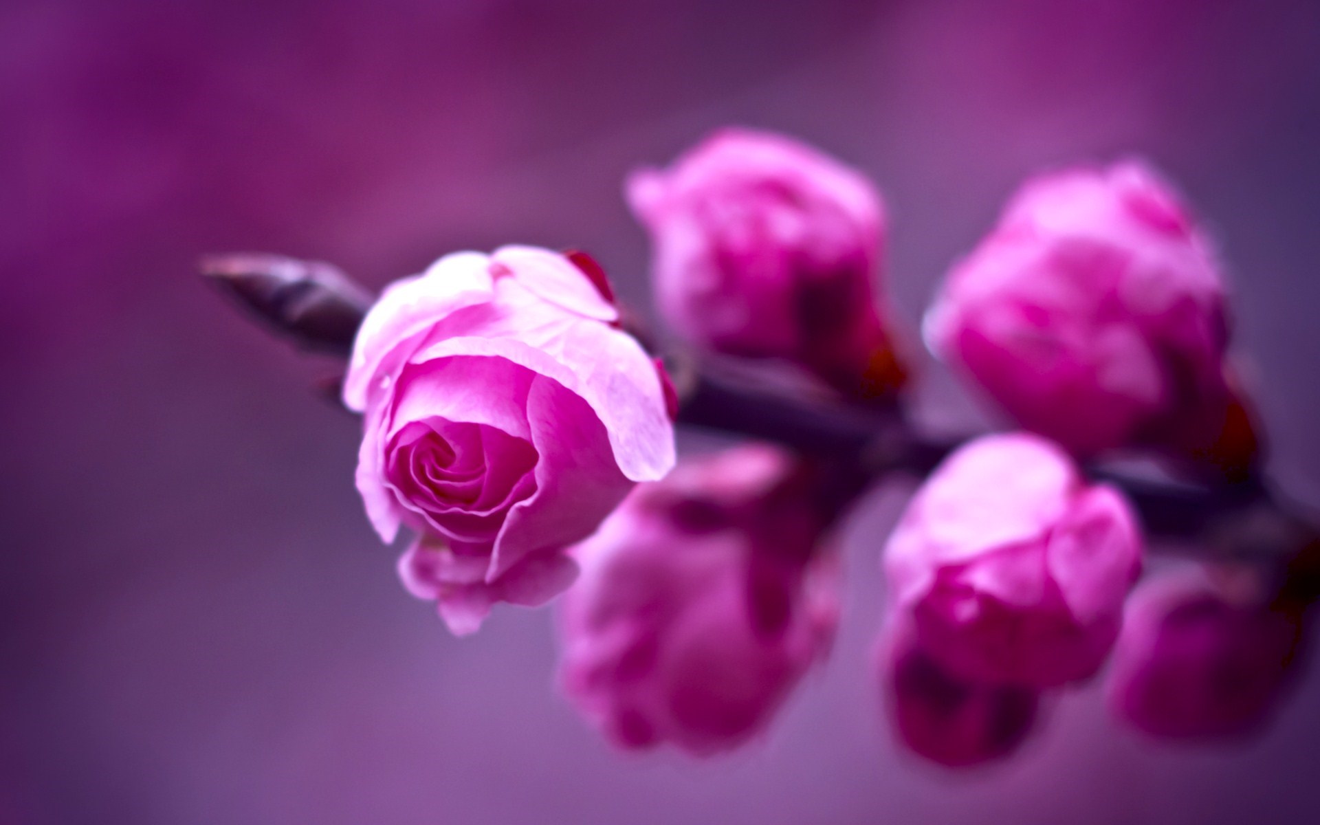 장미 꽃 벽지 hd 무료 다운로드,분홍,제비꽃,꽃,꽃잎,보라색