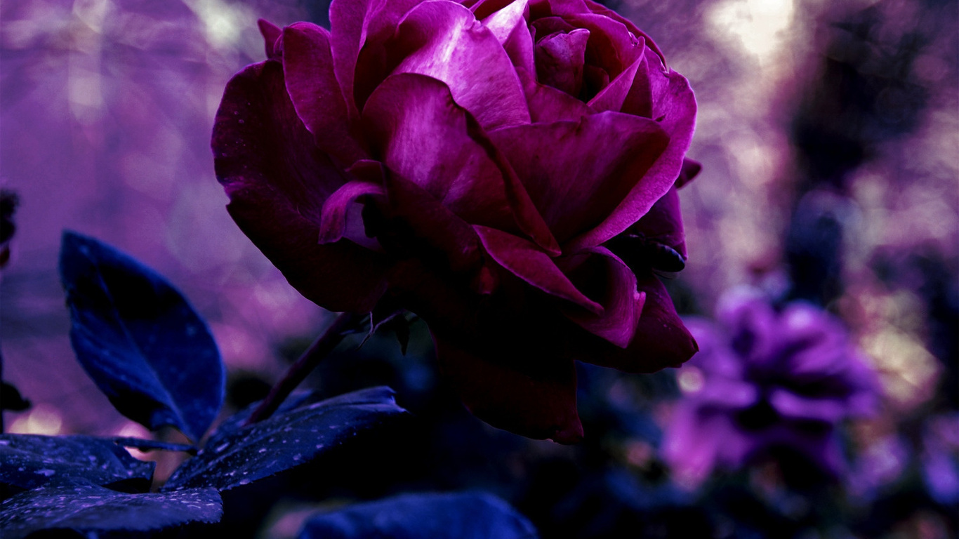 rose flower wallpaper hd descarga gratuita,flor,planta floreciendo,pétalo,violeta,púrpura