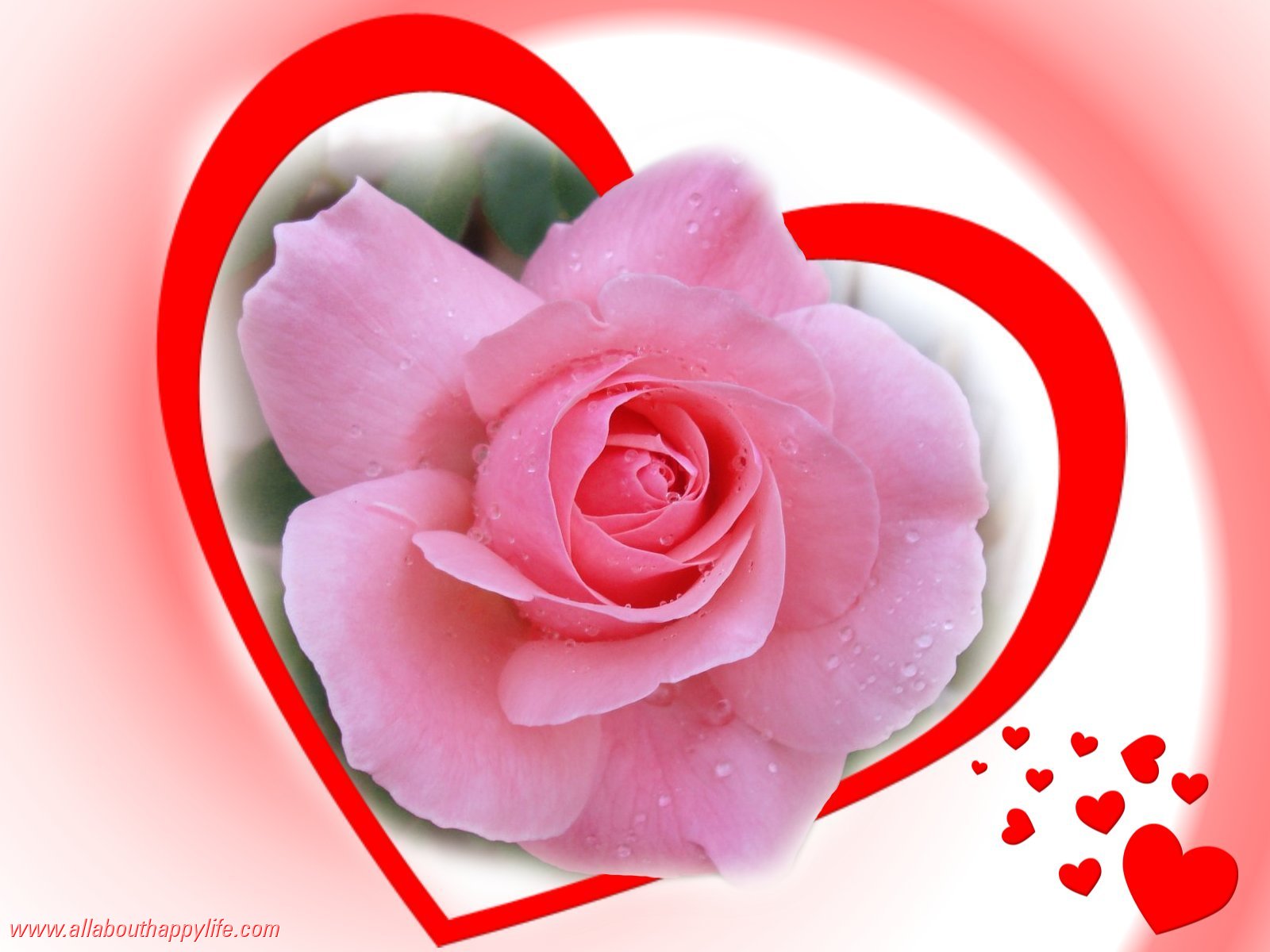 love rose wallpaper,pink,garden roses,petal,rose,flower