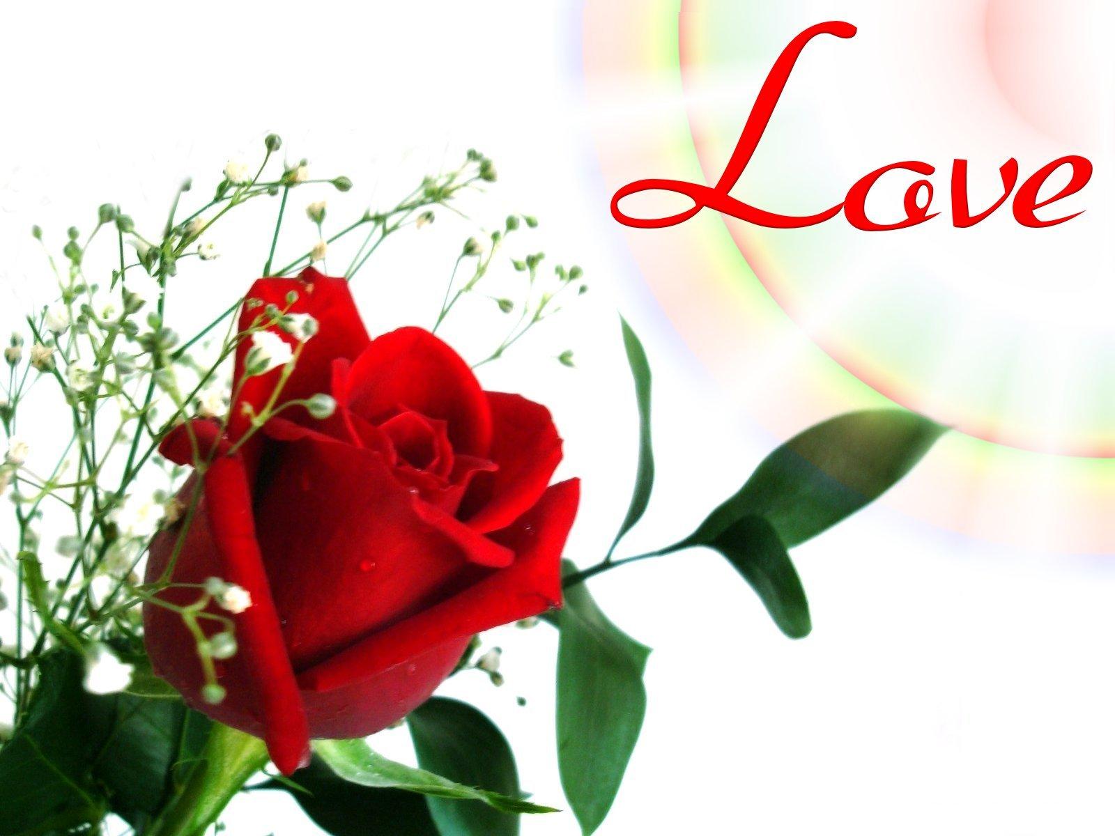 love rose wallpaper,fiore,rosso,rose da giardino,san valentino,petalo