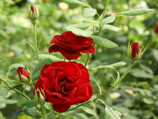 love rose wallpaper,fiore,pianta fiorita,rose da giardino,pianta,floribunda