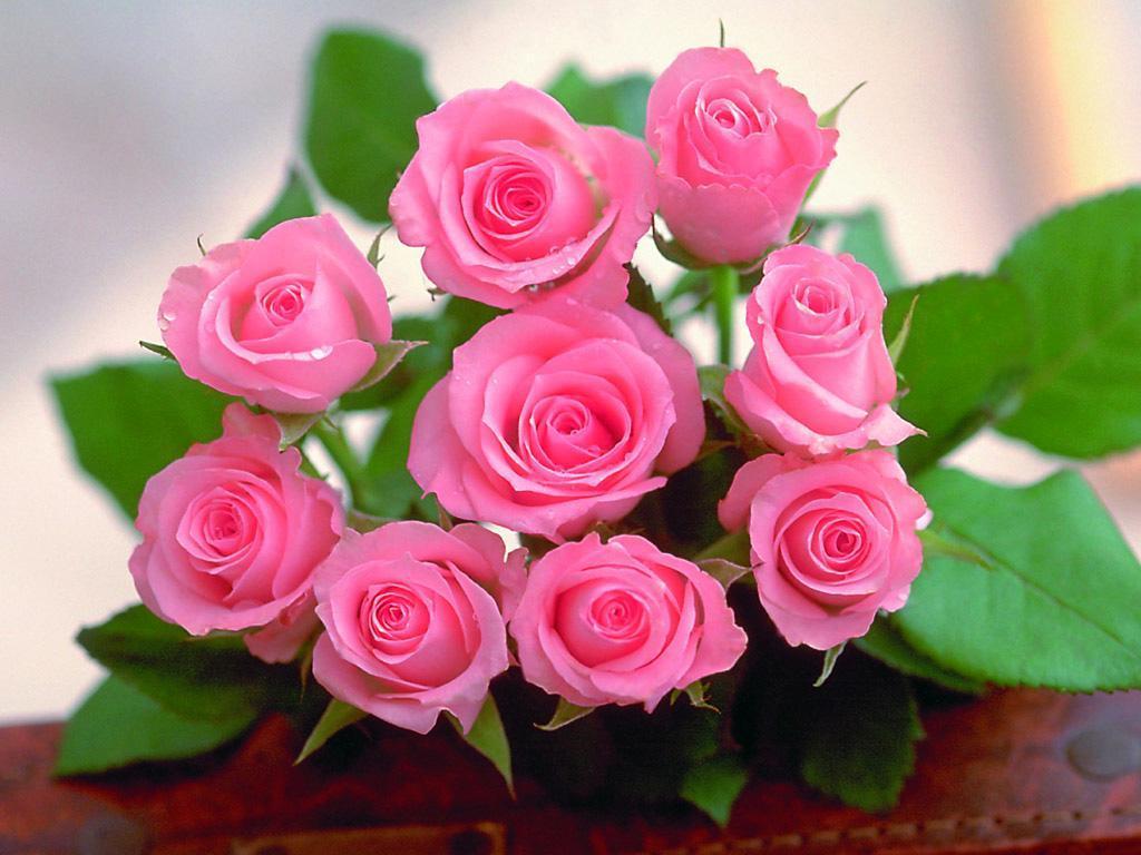 love rose wallpaper,flower,flowering plant,garden roses,pink,rose