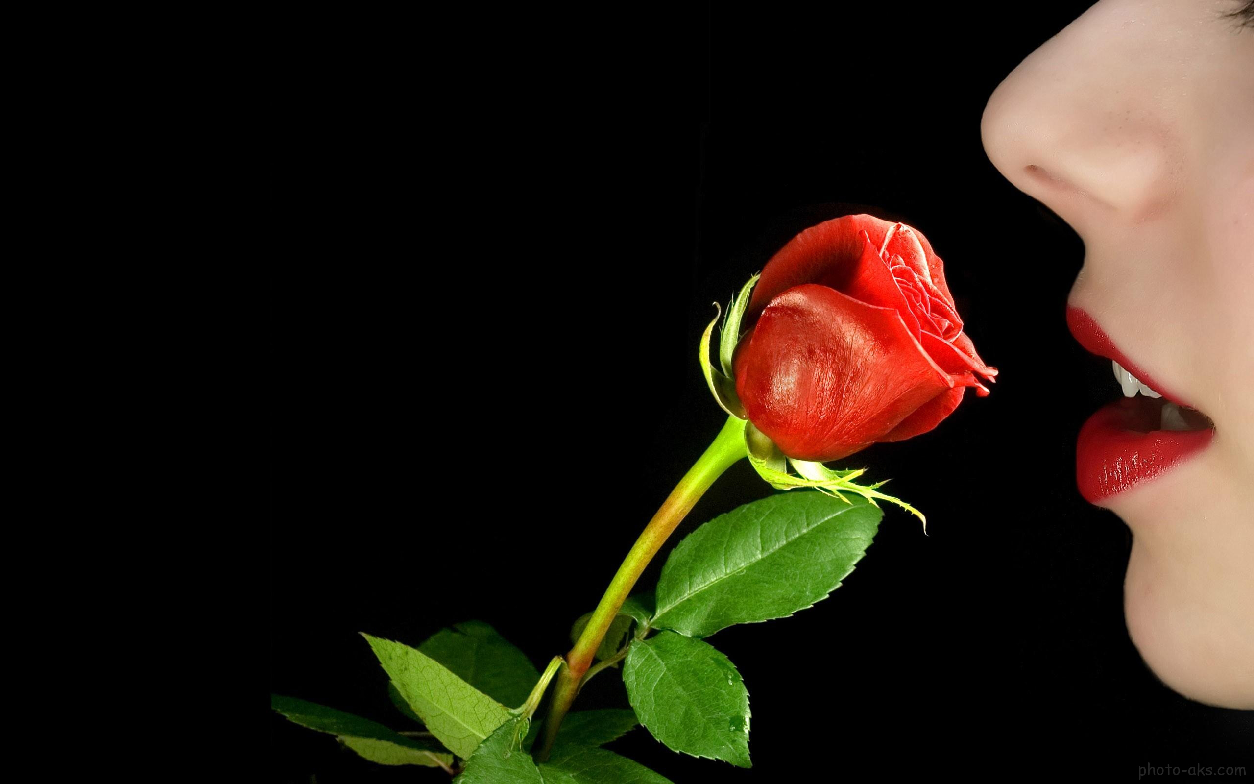 fondo de pantalla full hd rose,rojo,flor,labio,rosas de jardín,planta