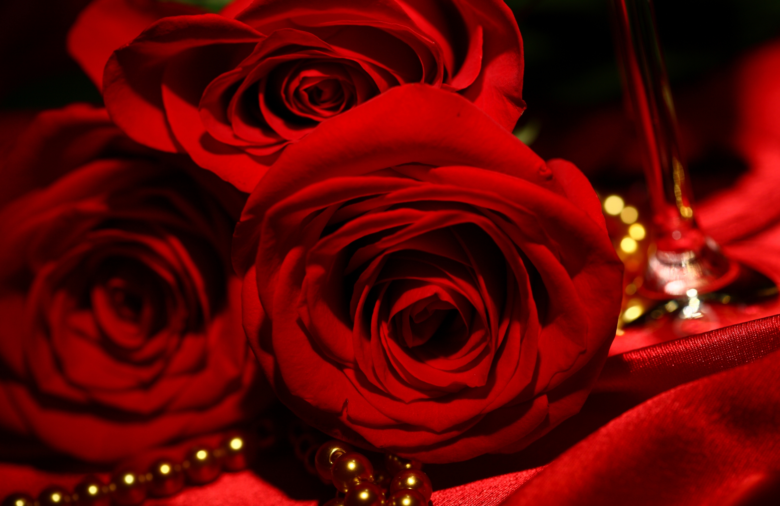 풀 hd 로즈 벽지,빨간,정원 장미,장미,꽃,장미 가족