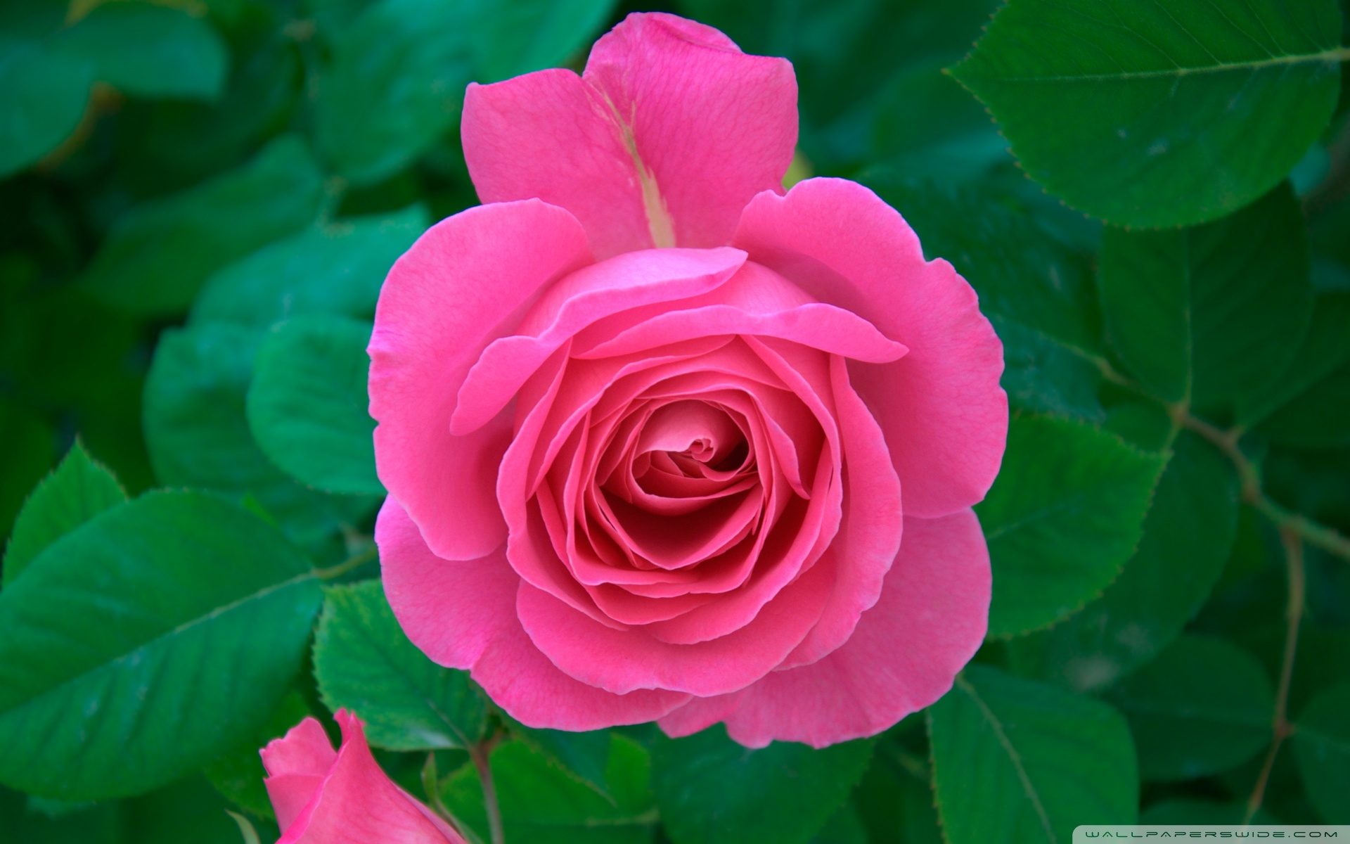carta da parati rosa full hd,fiore,pianta fiorita,petalo,rosa,rose da giardino