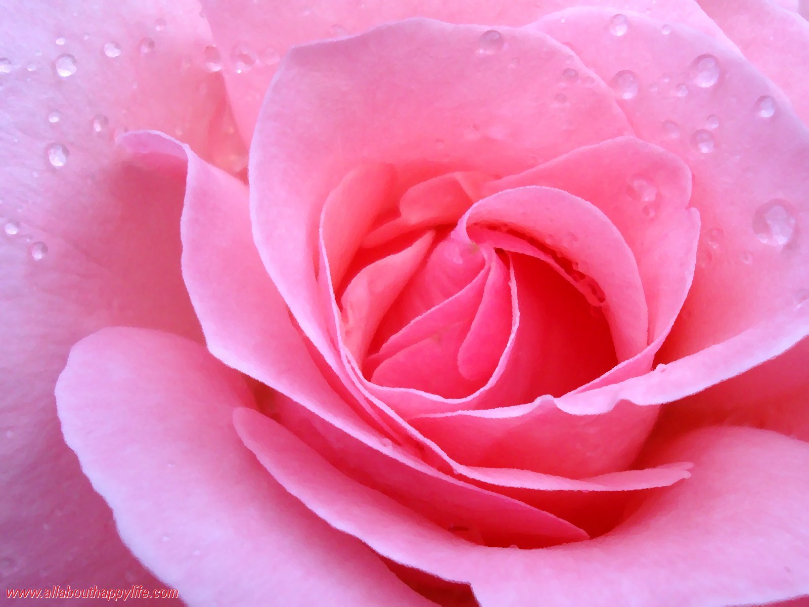 愛のバラの壁紙,花弁,庭のバラ,ピンク,ローズ,花