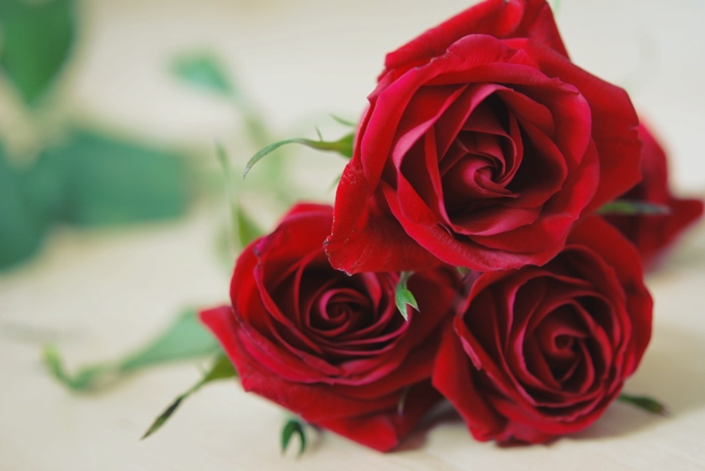 愛のバラの壁紙,花,庭のバラ,ローズ,赤,花弁