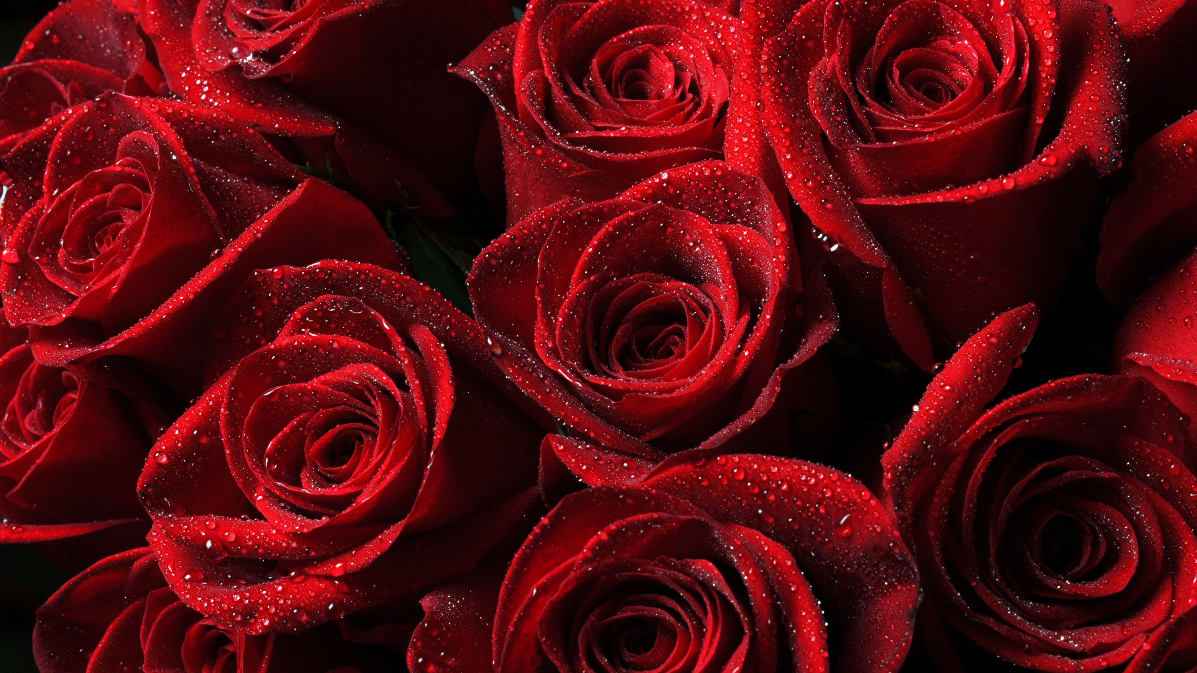 full hd rose wallpaper,flower,rose,garden roses,flowering plant,red