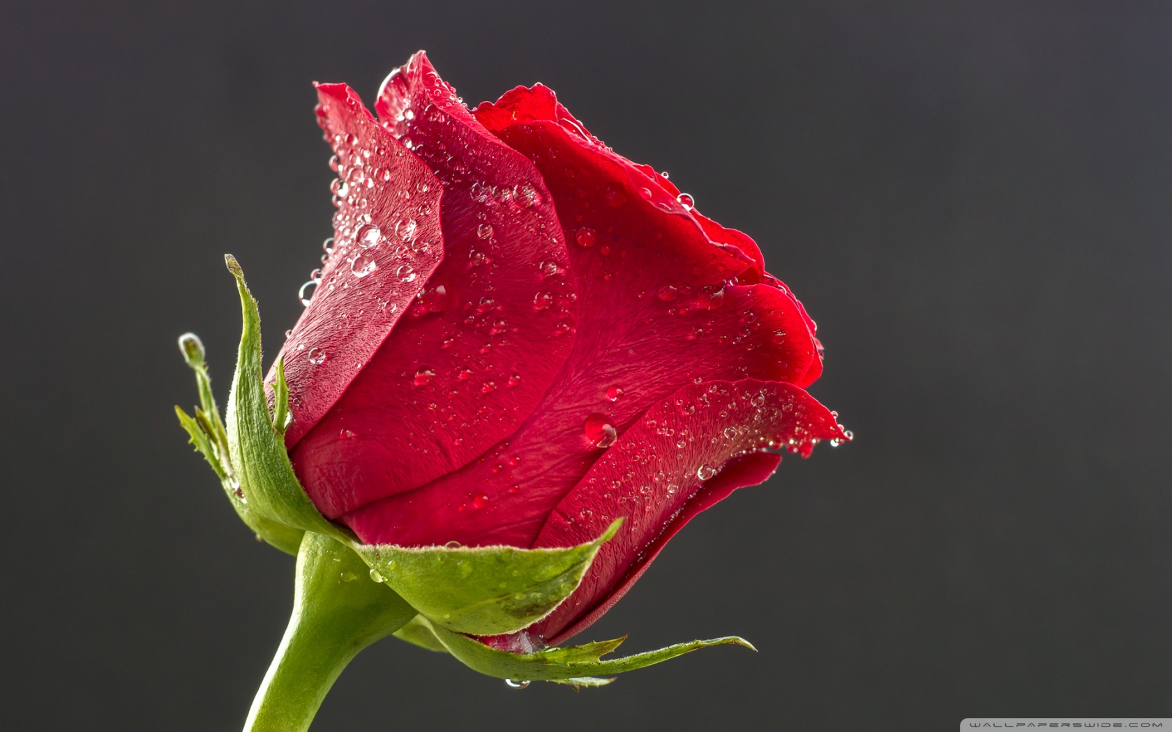 full hd rose wallpaper,red,water,flower,petal,garden roses