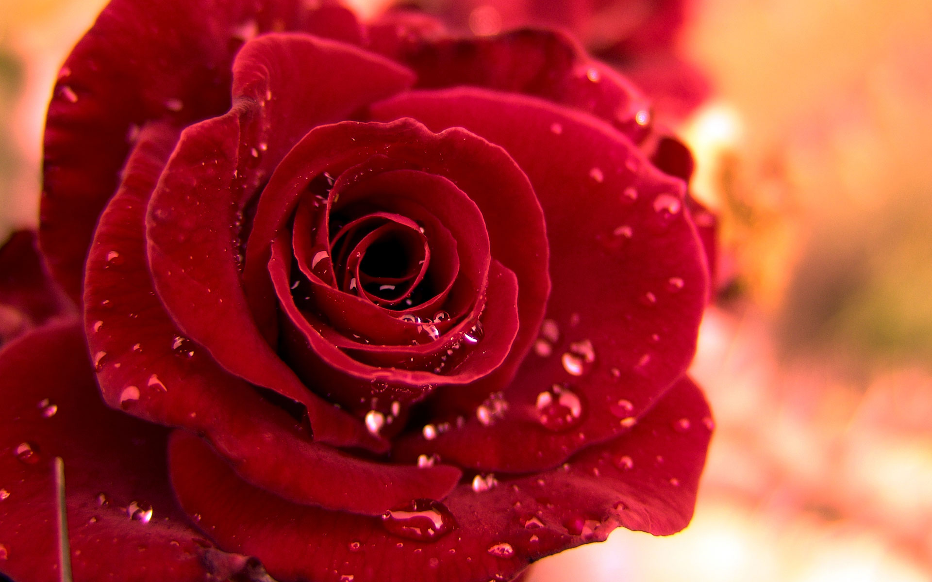 rose immagini foto sfondi,fiore,rose da giardino,pianta fiorita,rosso,petalo