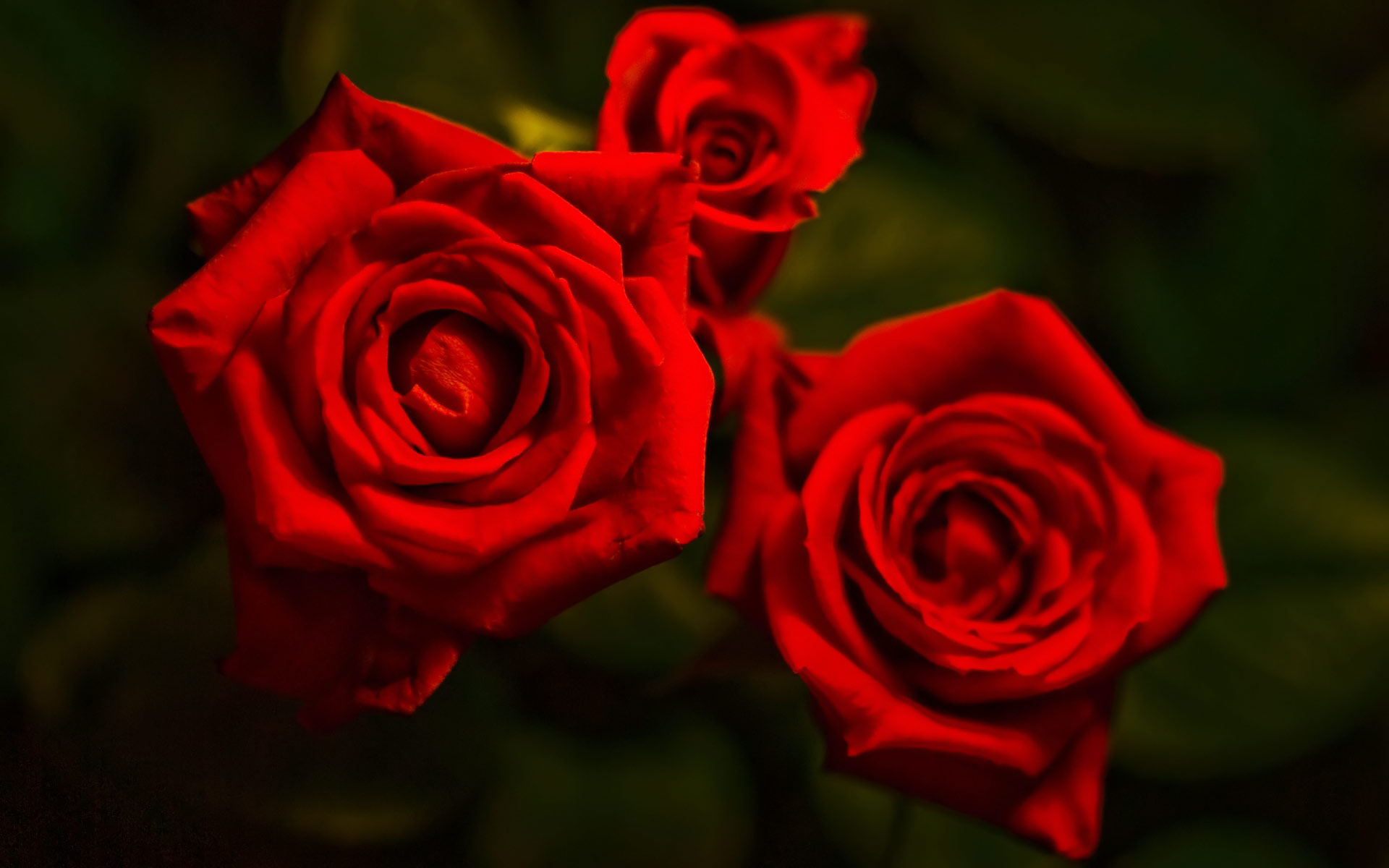 rosa imágenes fotos fondos de escritorio,flor,rosa,rosas de jardín,planta floreciendo,rojo