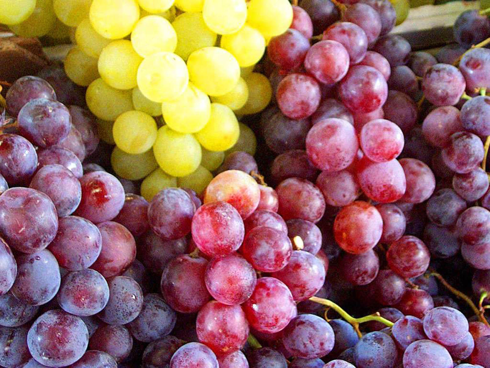 grapes wallpaper,grape,natural foods,seedless fruit,fruit,local food