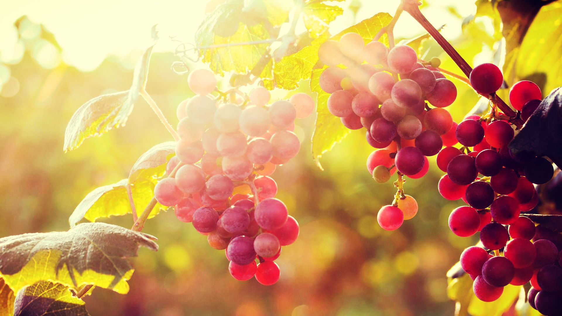 grapes wallpaper,grape,seedless fruit,grapevine family,plant,fruit