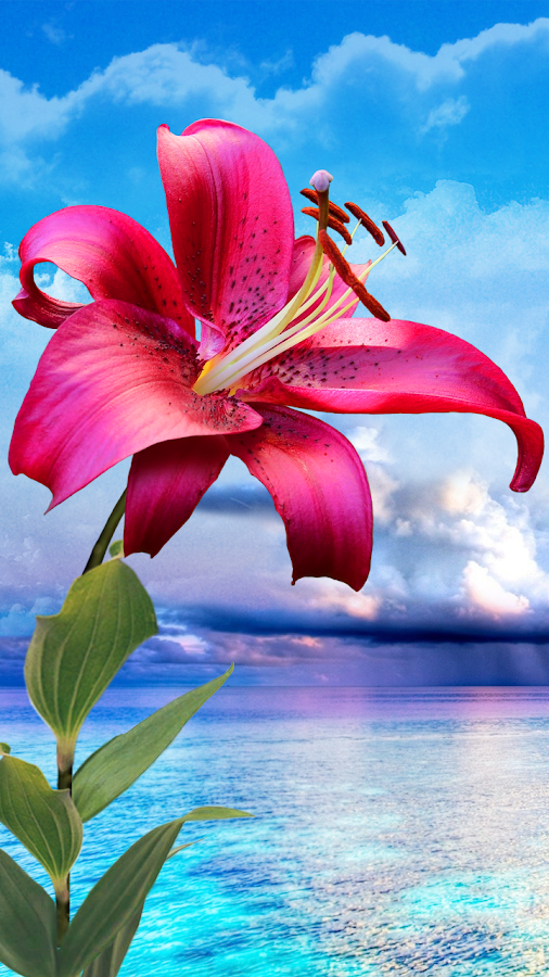 magic touch wallpaper,lily,nature,petal,flower,pink