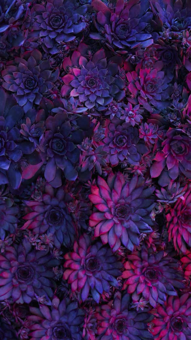 보라색 아이폰 배경 화면,보라색,푸른,제비꽃,분홍,라일락 꽃
