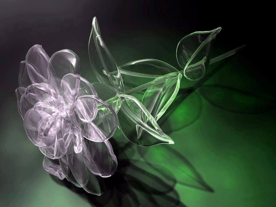 fond d'écran roj,fleur,plante,pétale,art fractal,photographie de nature morte