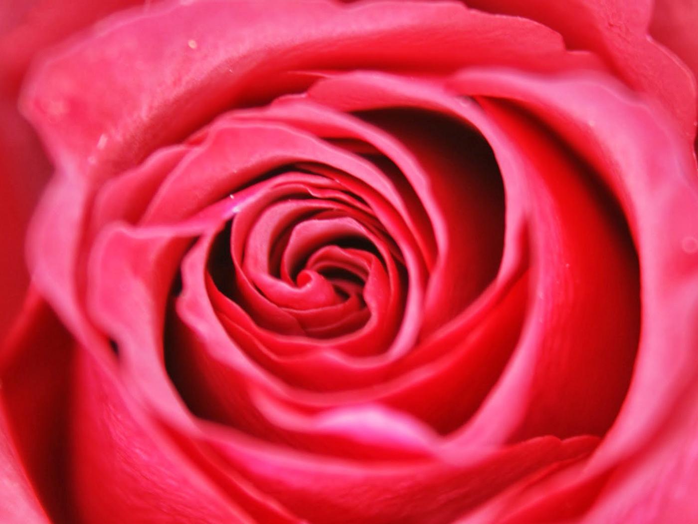 roj wallpaper,rose,garden roses,petal,flower,red