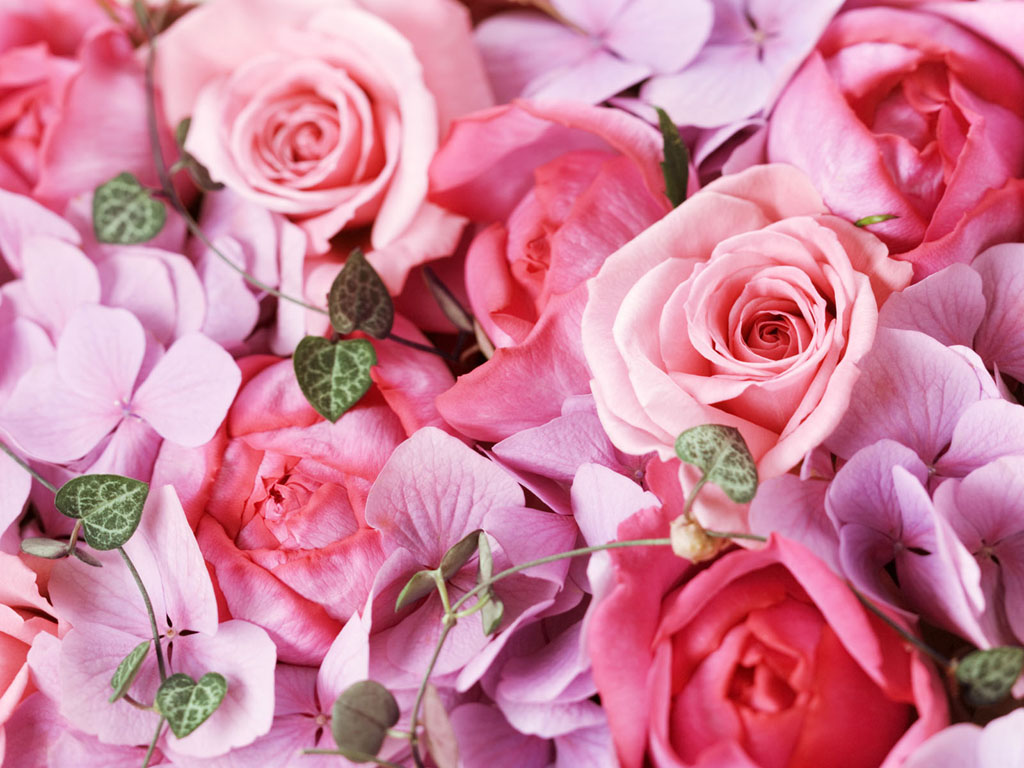 roj wallpaper,flower,garden roses,flowering plant,pink,rose