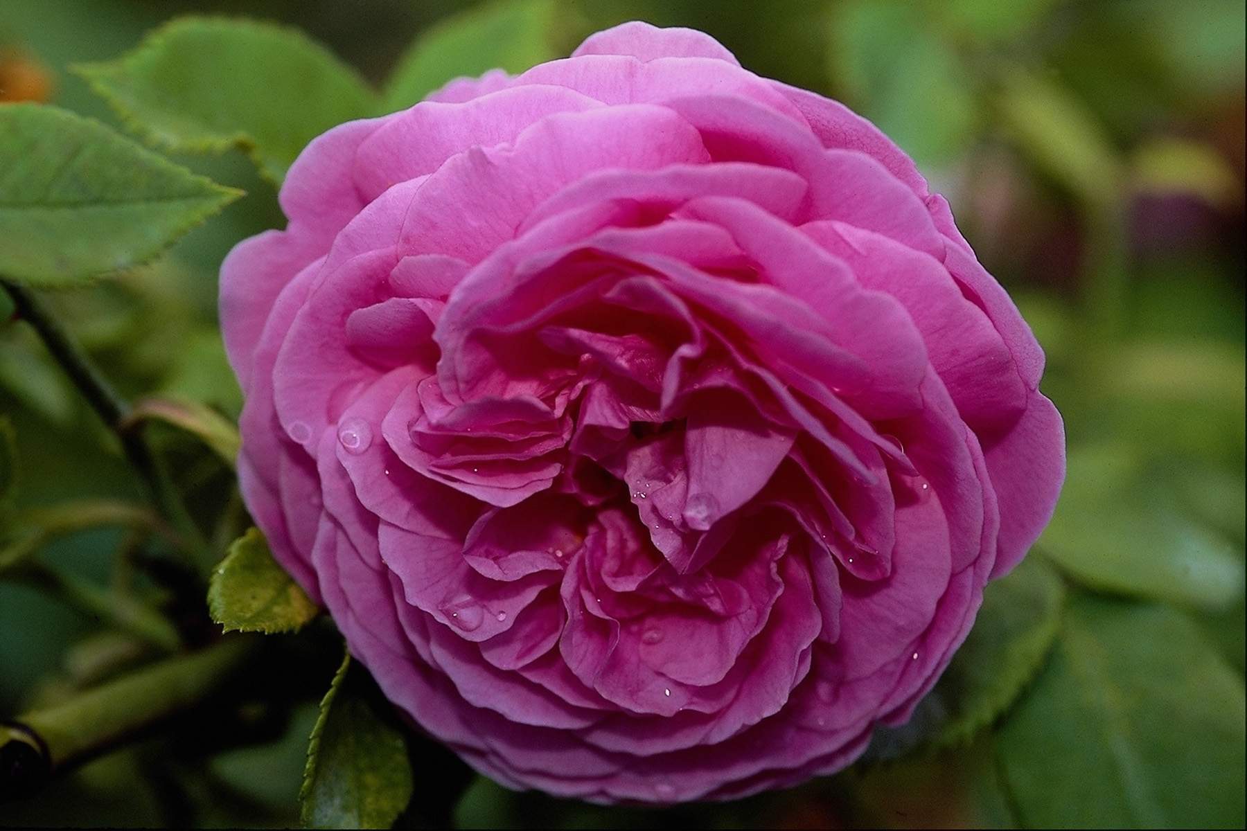 fond d'écran roj,fleur,plante à fleurs,julia enfant rose,rose,roses de jardin