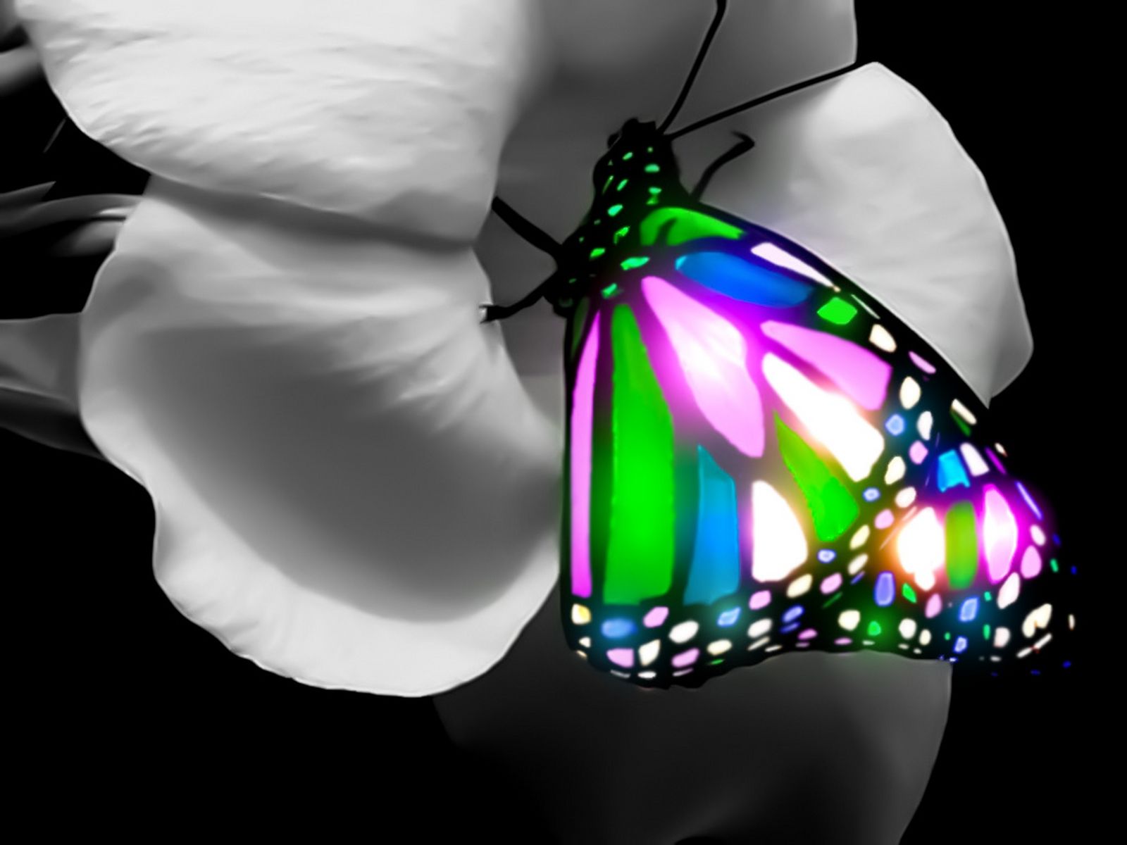 carta da parati farfalla 3d,la farfalla,falene e farfalle,insetto,illuminazione,invertebrato