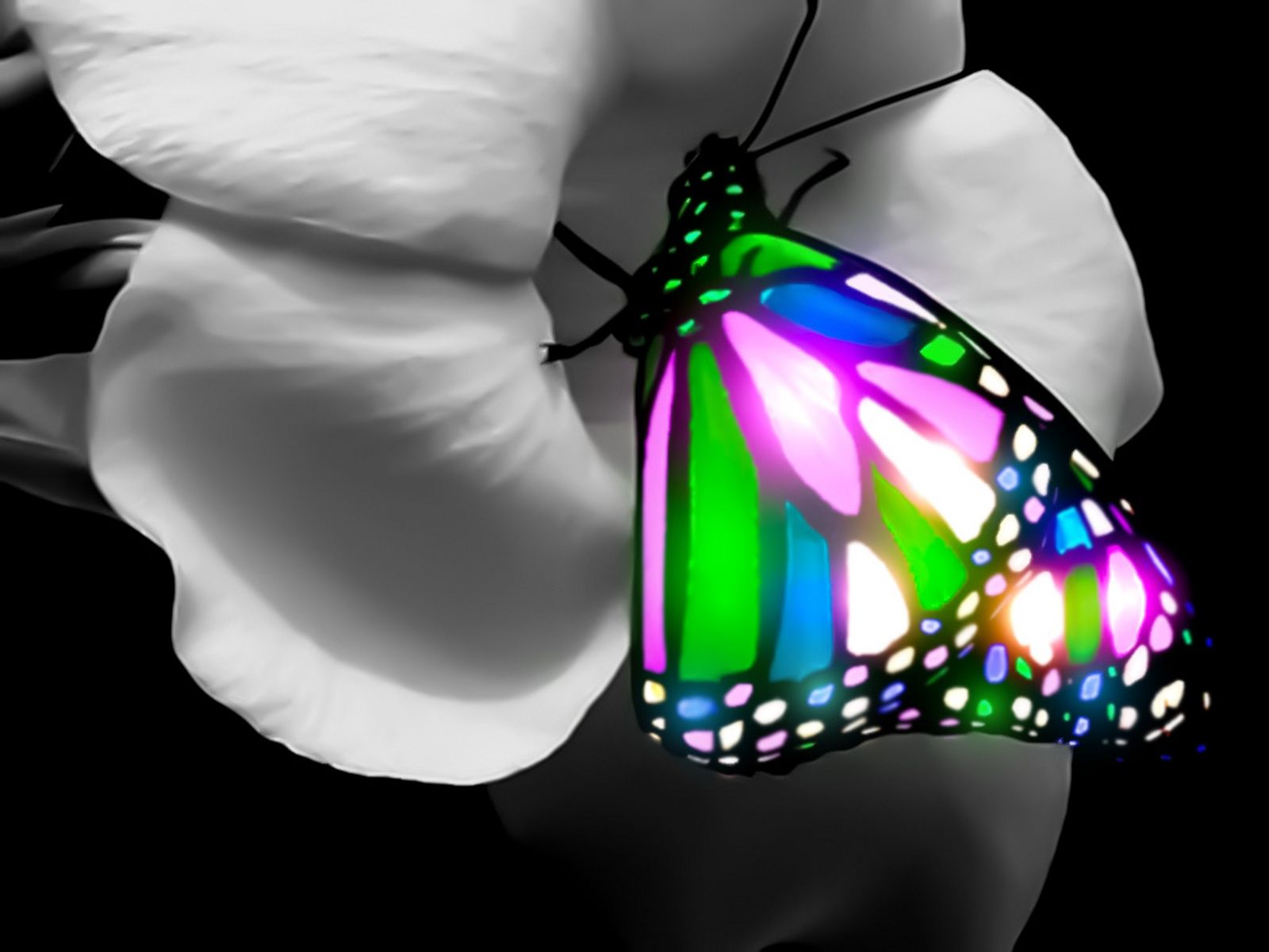 3d butterfly wallpaper,butterfly,moths and butterflies,insect,lighting,pollinator