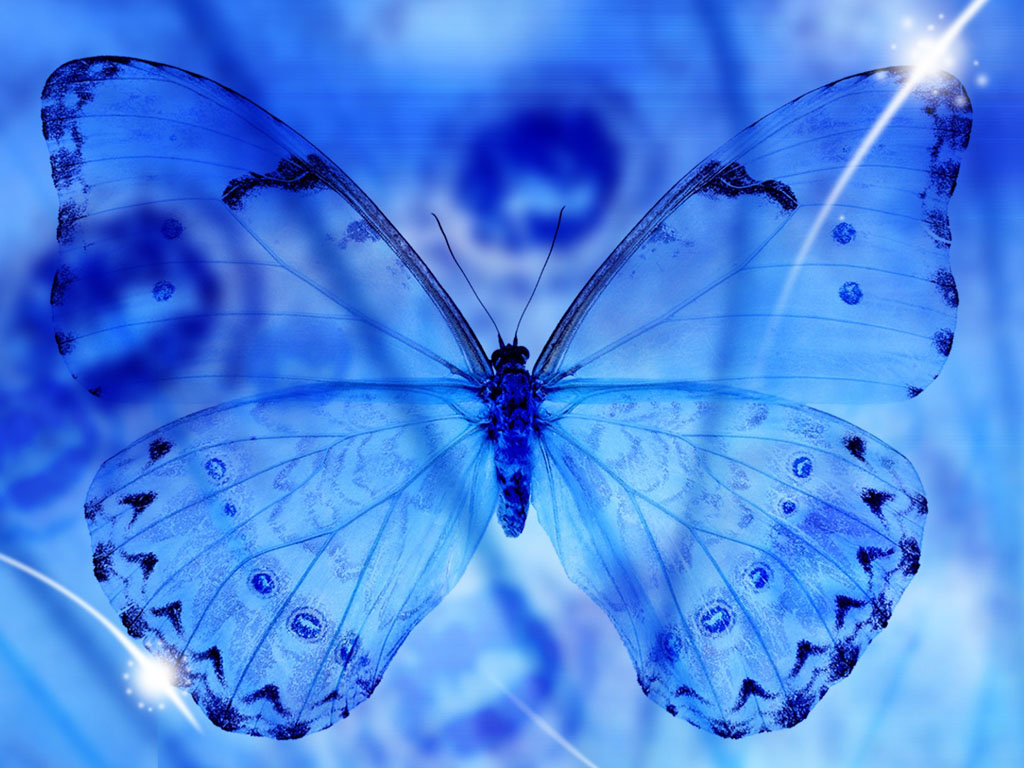 3d 나비 벽지,나비,푸른,곤충,나방과 나비,무척추 동물