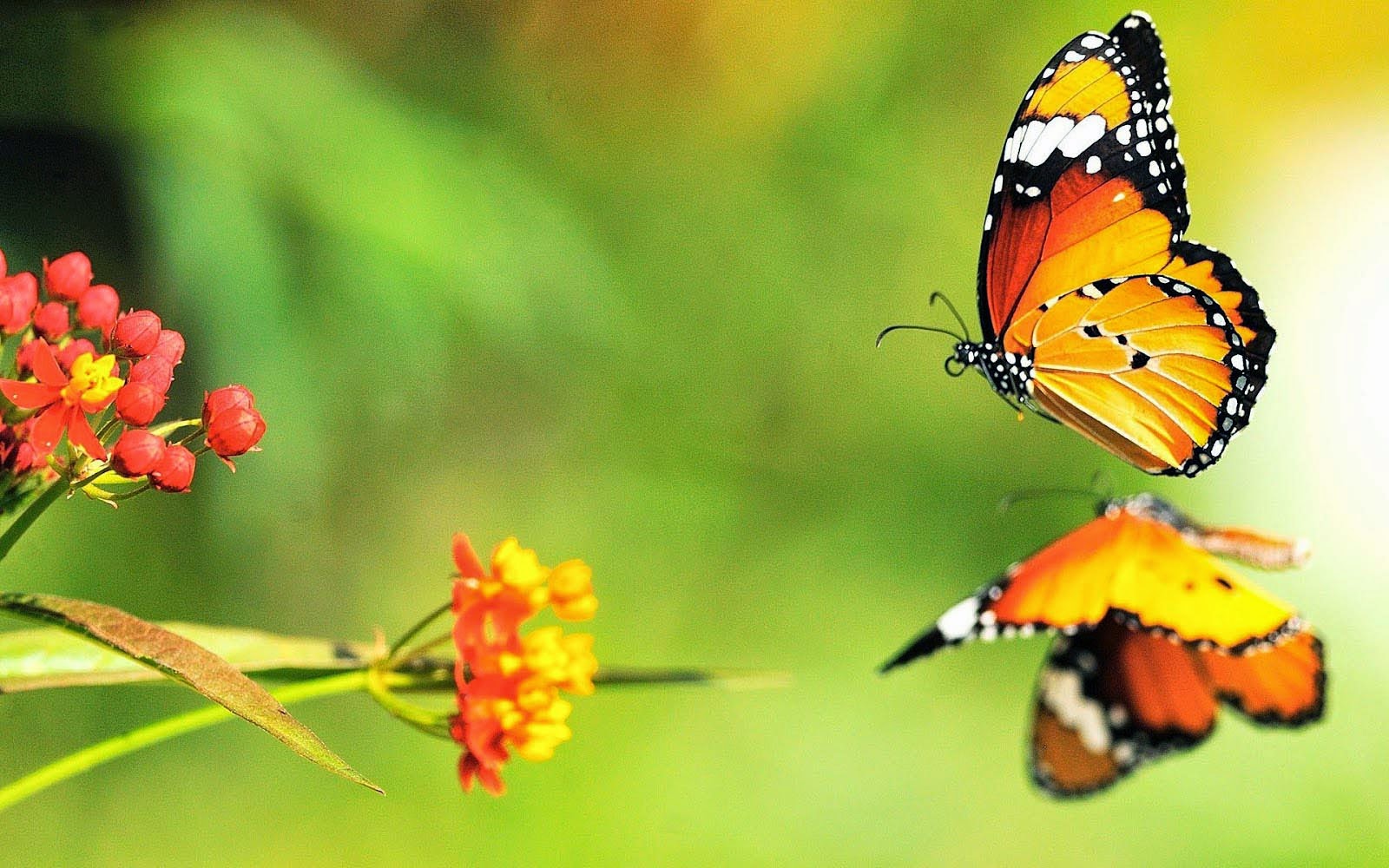 3d butterfly wallpaper,butterfly,cynthia (subgenus),monarch butterfly,insect,moths and butterflies