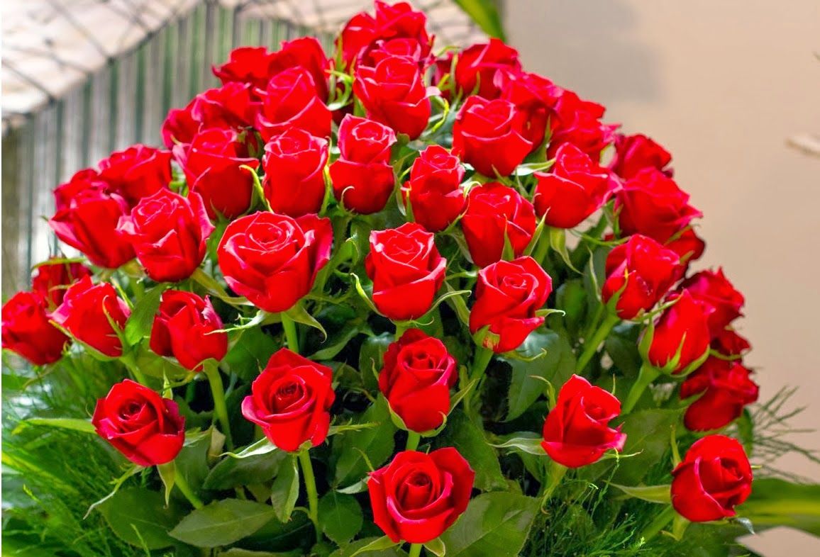 gulab ka phool wallpaper,flower,flowering plant,red,garden roses,plant