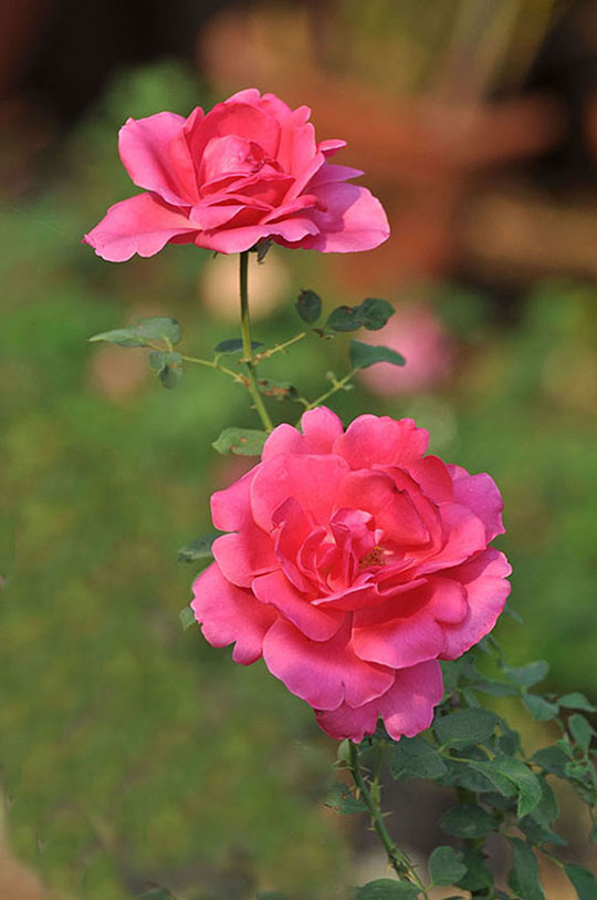 gulab ka phool wallpaper,flower,flowering plant,julia child rose,petal,pink